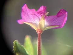 Epilobium hirsutum