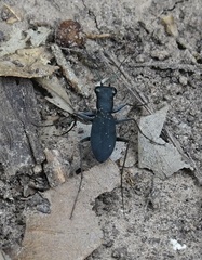 Dromochorus pilatei
