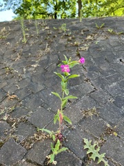 Epilobium hirsutum