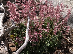 Heuchera hirsutissima