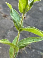 Epilobium hirsutum