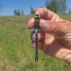 Anax parthenope