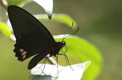 Parides sesostris