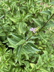 Teedia