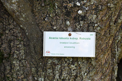 Vachellia robusta robusta