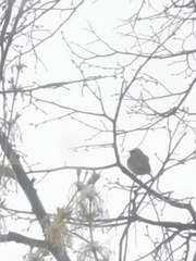 Phoenicurus phoenicurus