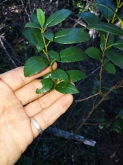 Rhamnus prinoides