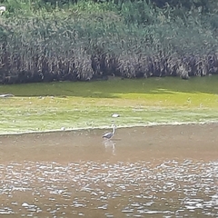 Ardea cinerea