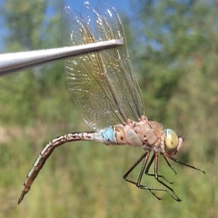 Anax parthenope