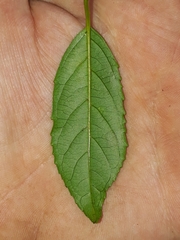 Rhamnus prinoides