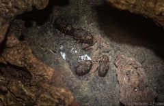 Choraginae