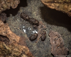 Choraginae
