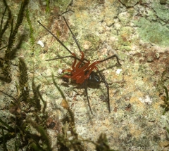 Oncodamus decipiens