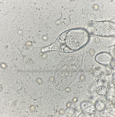 Pluteus velutinus
