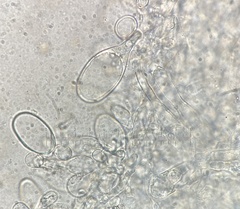 Pluteus velutinus