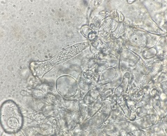 Pluteus velutinus