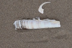 Ensis