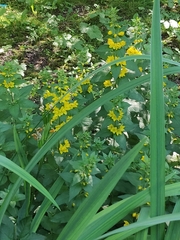 Lysimachia punctata