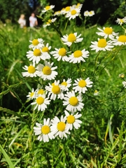 Matricaria chamomilla