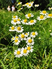 Matricaria chamomilla