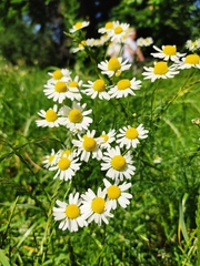 Matricaria chamomilla