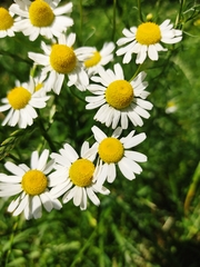 Matricaria chamomilla