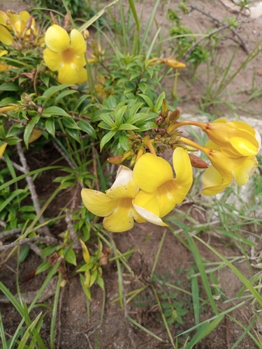 Allamanda cathartica image