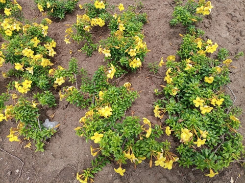 Allamanda cathartica image