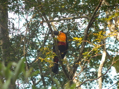 Ramphastos vitellinus