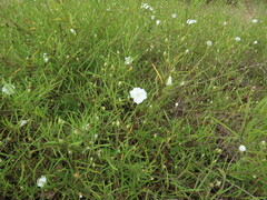 Stylisma pickeringii pattersonii