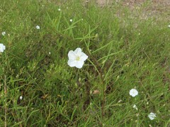 Stylisma pickeringii pattersonii
