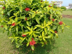 Ixora coccinea