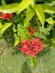 Ixora coccinea