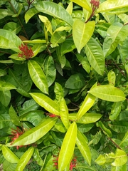 Ixora coccinea