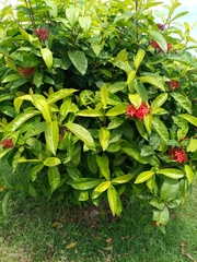 Ixora coccinea