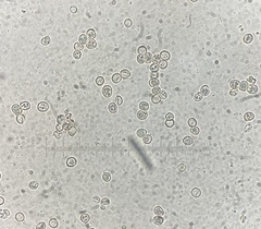 Pluteus velutinus