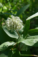 Clematis albicoma