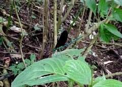 Matrona basilaris