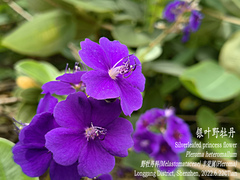 Pleroma heteromallum