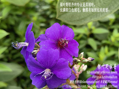 Pleroma heteromallum