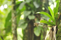 Cinclocerthia ruficauda