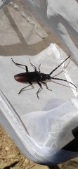 Cerambyx cerdo acuminatus