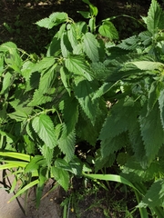 Urtica dioica