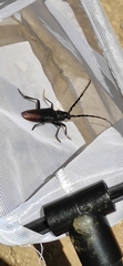 Cerambyx cerdo acuminatus
