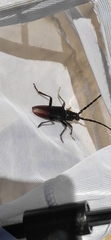Cerambyx cerdo acuminatus
