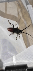 Cerambyx cerdo acuminatus