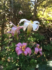 Lilium rubescens