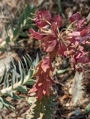Euphorbia rigida