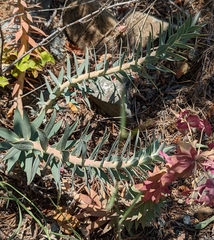 Euphorbia rigida