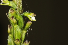 Cyclopogon cranichoides